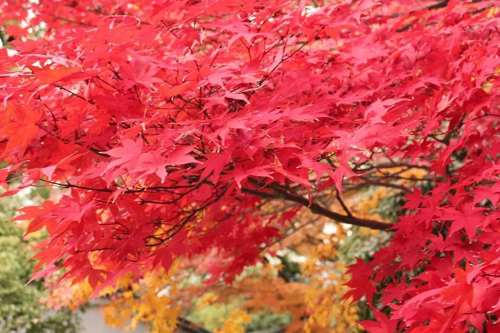 ***  Hotel M'S Plus Shijo Omiya Kyoto Japonya